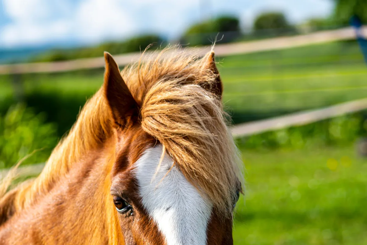 A horse in pasture