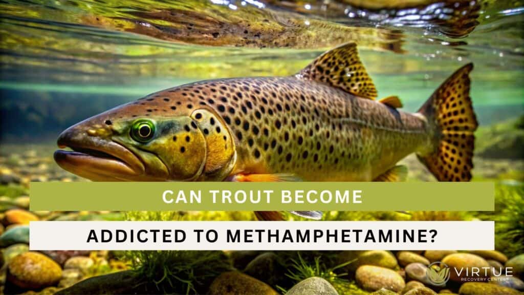 Can Trout Become Addicted to Methamphetamine